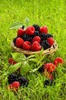 Fresh raspberries and blackberries in a basket