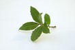 Fresh bay leaves