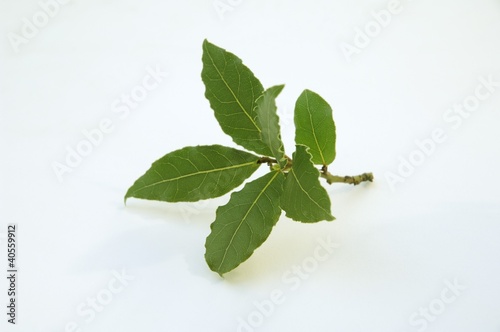 Photo: Fresh bay leaves Fresh bay leaves