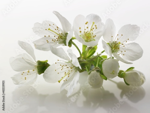 Foto: Cherry blossom Cherry blossom