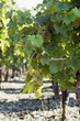 White wine grapes on the vine