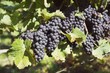 Red wine grapes on the vine