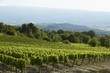 A vineyard in France