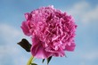 A peony