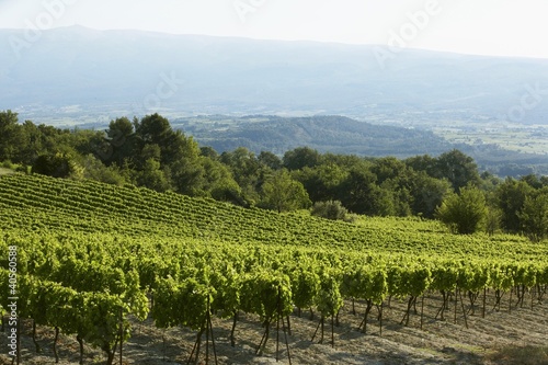 Photo: A vineyard in France A vineyard in France