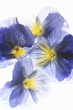Purple and yellow pansies