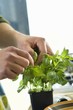 Picking off basil leaves