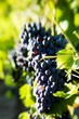 Syrah grapes, Mas Estela Estate, Costa Brava, Spain