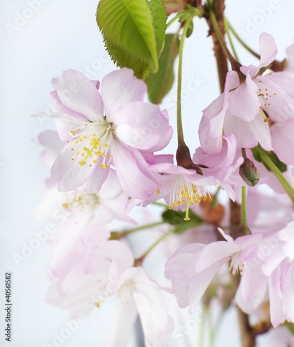 Photo: Spray of Japanese ornamental cherry blossom Spray of Japanese ornamental cherry blossom