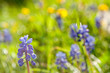 Grape hyacinth