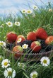 Bowl of strawberries and blackberries in grass with daisies