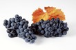 Black grapes, variety Regent, with leaf