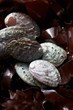 Abalone (sea snail) with seaweed