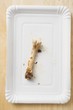 Chicken bone on paper plate