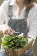 Woman holding basket of fresh ramsons (wild garlic) & scissors