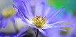 anemone windflower