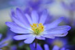 anemone