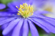close up anemone