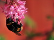 Bee with  varroa destructor mites