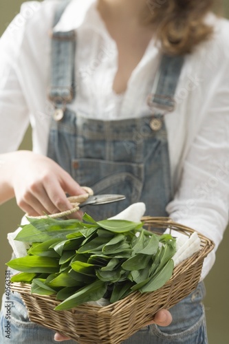 Foto: Woman holding basket of fresh ramsons (wild garlic) & scissors Woman holding basket of fresh ramsons (wild garlic) & scissors