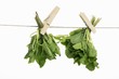 Mint drying on a washing line