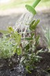 Watering bay plant