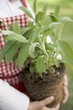 Child holding sage plant