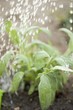 Watering sage