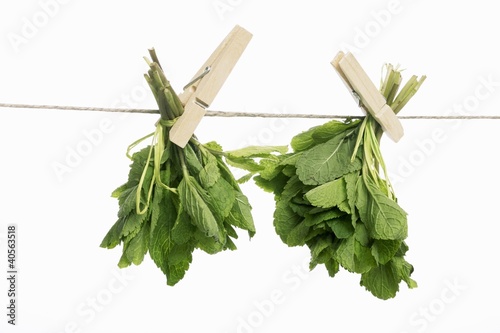 Foto: Mint drying on a washing line Mint drying on a washing line