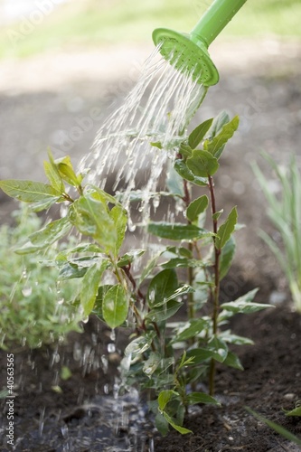 Photo: Watering bay plant Watering bay plant