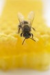 Bee on honeycomb (close-up)