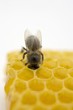 Bee on honeycomb (close-up)