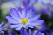 pretty anemone