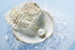 Pearl in oyster shell on crushed ice