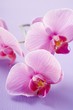 Pink orchids