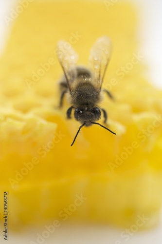 Photo: Bee on honeycomb (close-up) Bee on honeycomb (close-up)