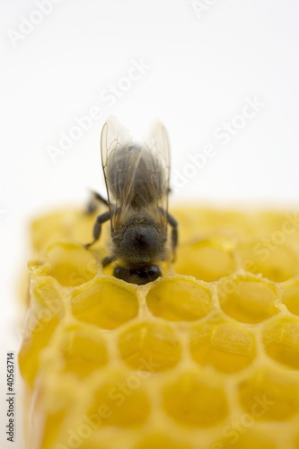 Photo: Bee on honeycomb (close-up) Bee on honeycomb (close-up)