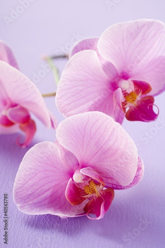 Foto: Pink orchids Pink orchids
