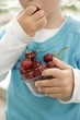 Child eating fresh cherries