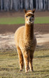 Young alpaca male