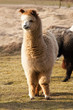Young alpaca male