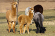 Herd of alpacas