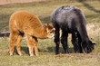 Alpacas