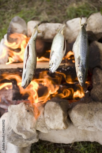 Foto: Grilling fish over camp-fire Grilling fish over camp-fire