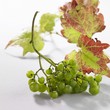 Green grapes with leaves