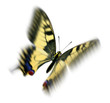common swallowtail in flight