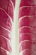 Radicchio leaf (full-frame)