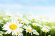 field of daisy flowers