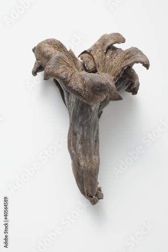 Photo: A black chanterelle A black chanterelle
