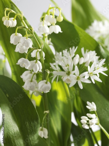 Photo: Ramsons and lily of the valley, flowering Ramsons and lily of the valley, flowering